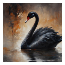Swan preto 3