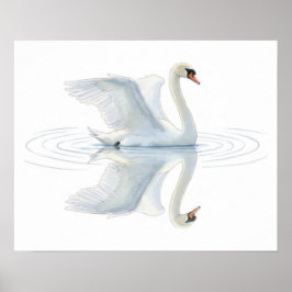 Poster Swan Reflection