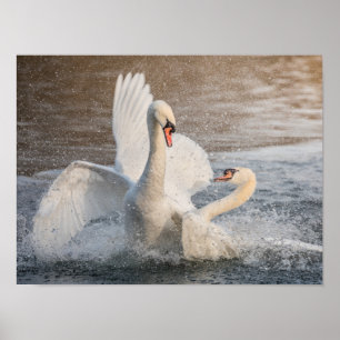 Poster Swans de Luta