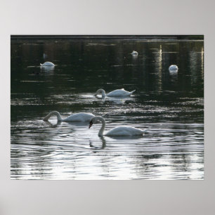 Pôster Swans Feeding, Roath Park Lake, Cardiff