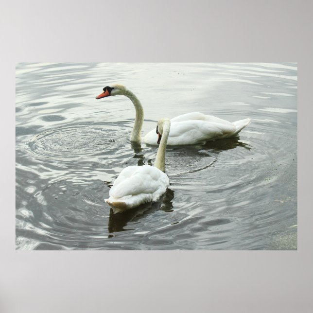 Poster Swans Feeding. Roath Park Lake, Cardiff, Wales (Frente)
