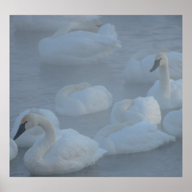 Pôster Swans in Morning Fog (Cygnus buccinator) (Frente)