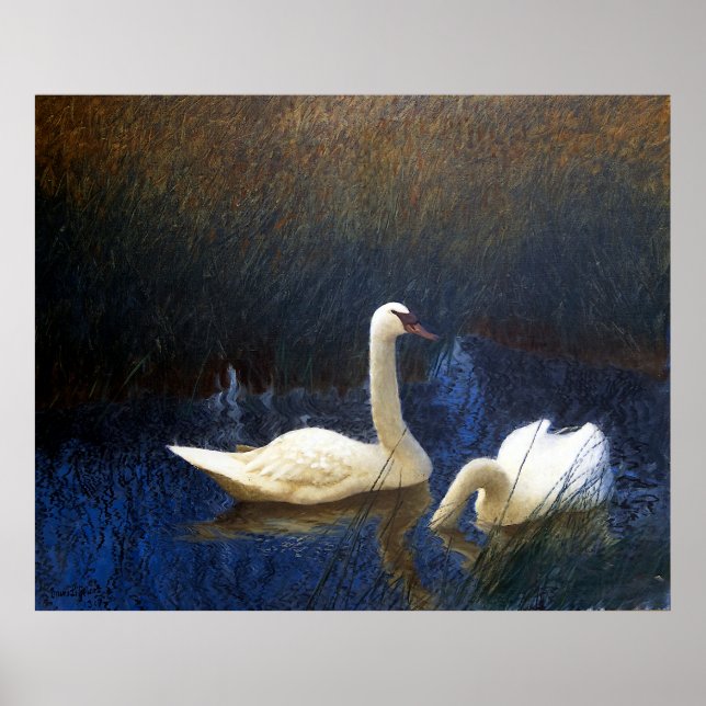 Poster Swans in Reeds (1907) (Frente)