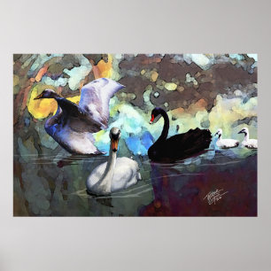 Poster Swans Nadando