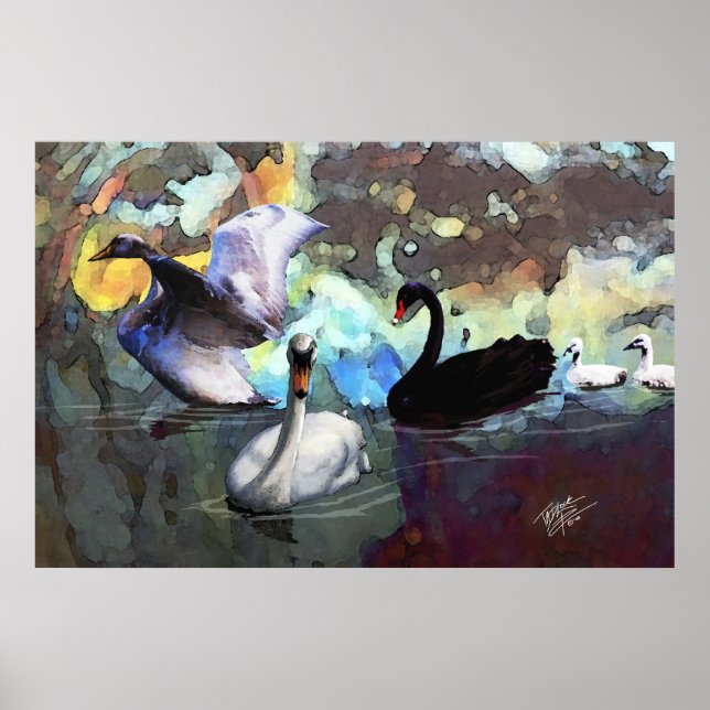 Poster Swans Nadando (Frente)