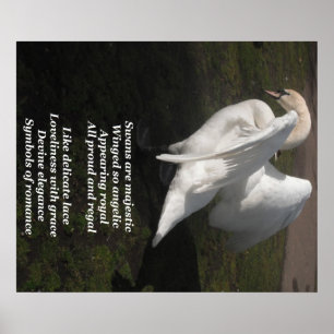 Poster Swans São Majestosos Por Ladee Basset