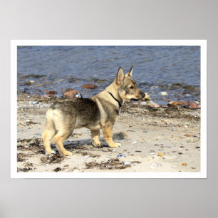 Pôster Swedish Vallhund on Beach