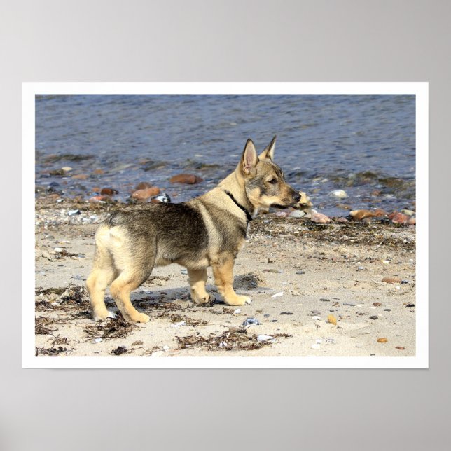 Pôster Swedish Vallhund on Beach (Frente)