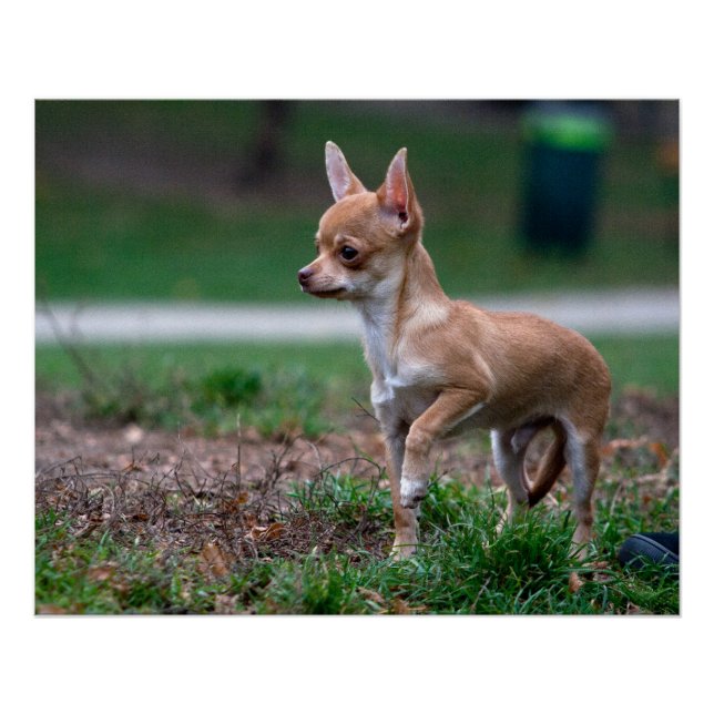 Pôster Sweet Chihuahua Puppy Gundog Wannabe (Frente)