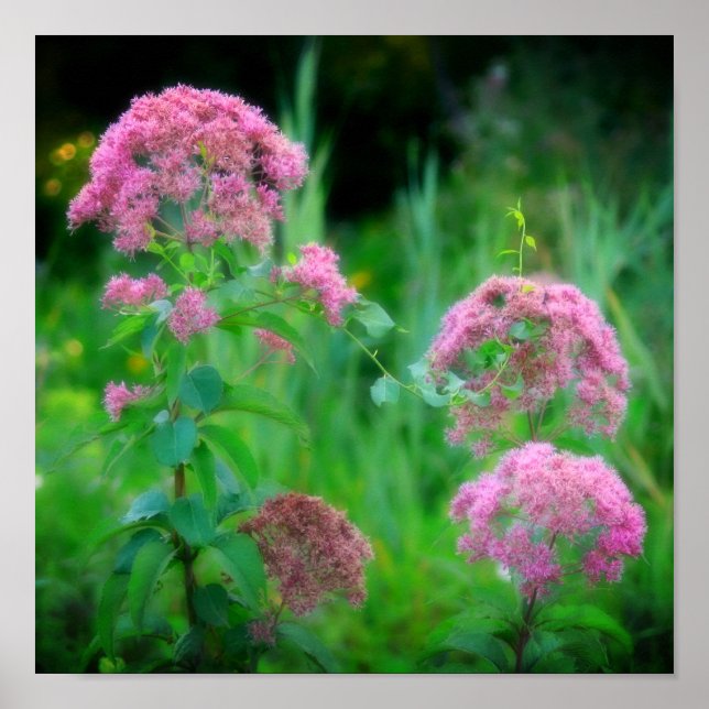Poster Sweet Joe Pye Weed Wildflower (Frente)