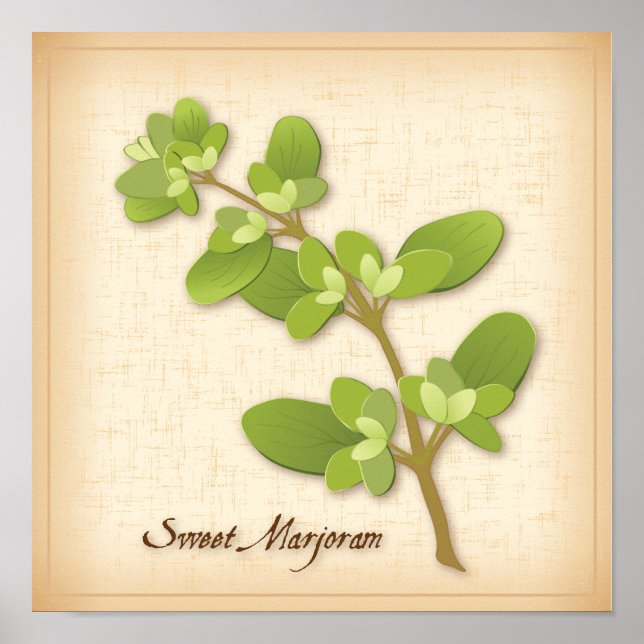Poster Sweet Marjoram Herb (Frente)
