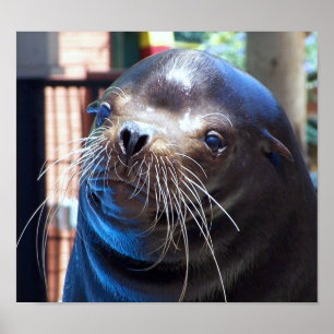 Poster Sweet Sea Lion