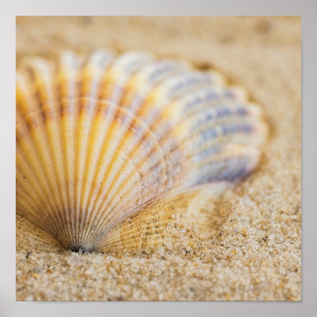 Poster Sweet Seashell (Frente)
