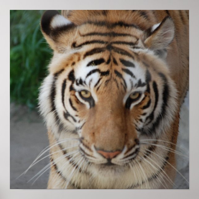 Pôster Sweet Tiger (Frente)