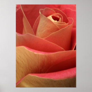 Pôster Sweetheart Rose