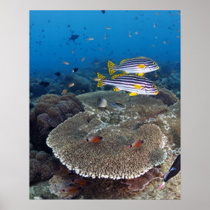 Poster Sweetlip Fish