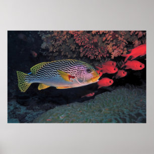 Poster Sweetlips and Bigeyes