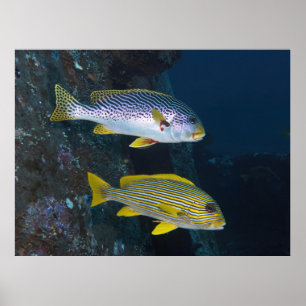Poster Sweetlips Duo