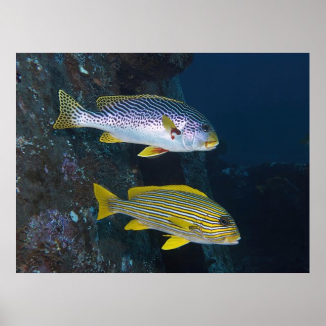 Poster Sweetlips Duo (Frente)
