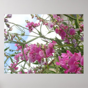 Pôster sweetpea