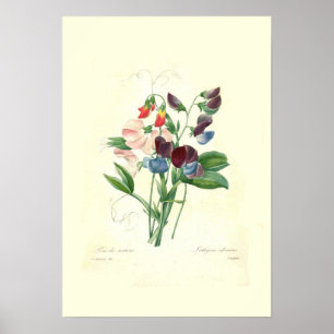Poster Sweetpeas