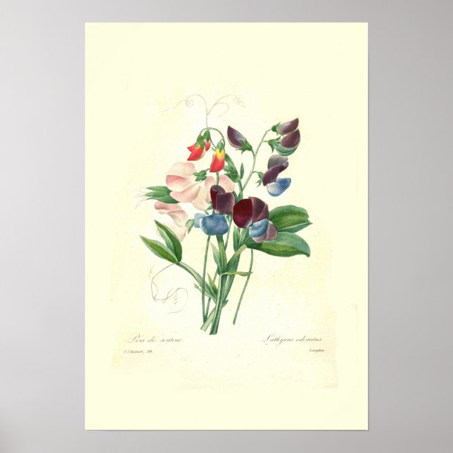 Poster Sweetpeas (Frente)