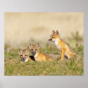 Poster Swift Fox (Vulpes macrotis) young at den burrow, 5