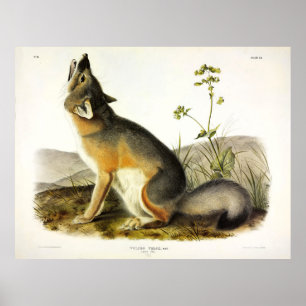 Poster Swift Fox (Vulpes Velox) por Audubon