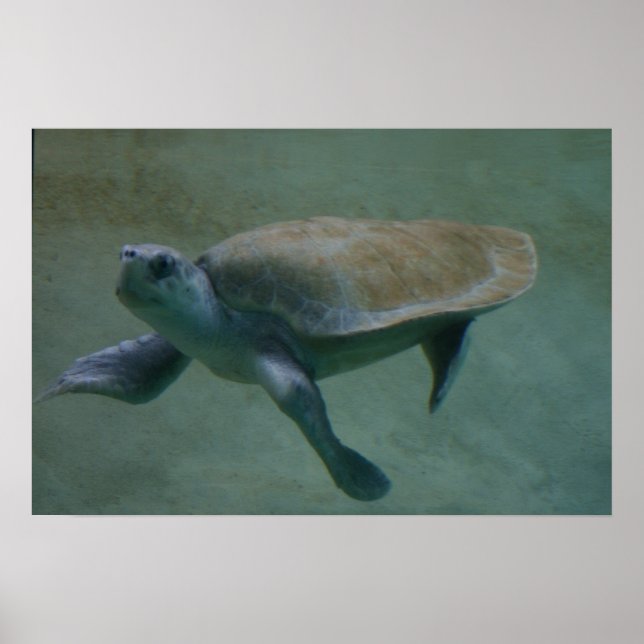 Pôster Swimmin' (Frente)