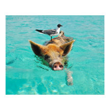 Swimming Pig with a Passenger