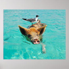 Pôster Swimming Pig with a Passenger