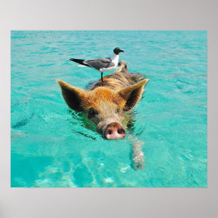 Pôster Swimming Pig with a Passenger