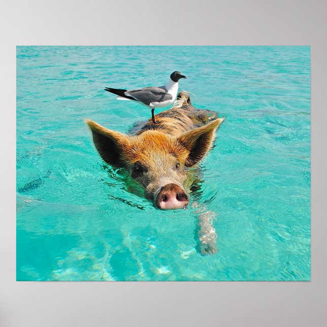 Pôster Swimming Pig with a Passenger (Frente)
