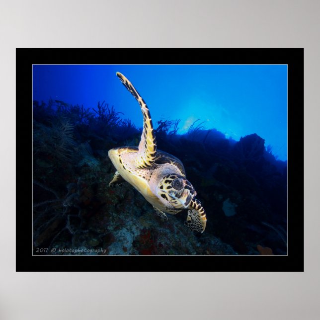 Poster Swooping Turtle (Frente)