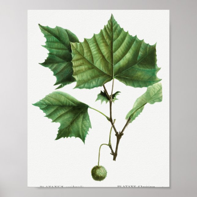 Poster Sycamore americano (Platanus occidentalis) do Tra (Frente)