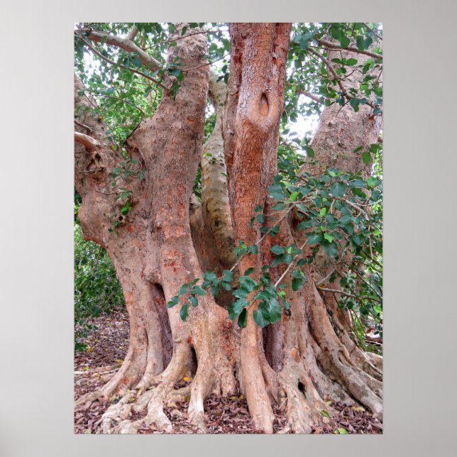 Poster Sycamore Fig Tree (Frente)