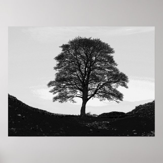 Pôster Sycamore Gap Poster/Impressão (Frente)