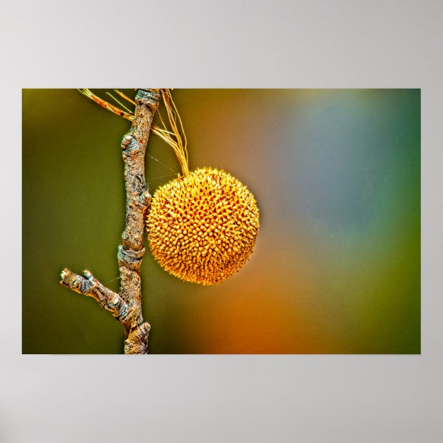 Poster Sycamore Seed Ball  (Frente)