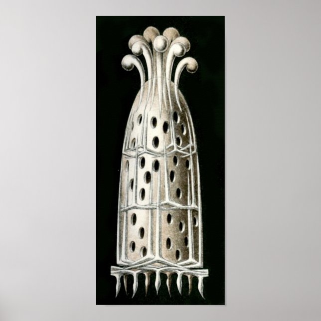 Pôster Sycandra compressa, Ernst Haeckel Fine Art (Frente)