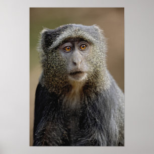 Pôster Sykes or Blue Monkey, Cercopithecus mitis,
