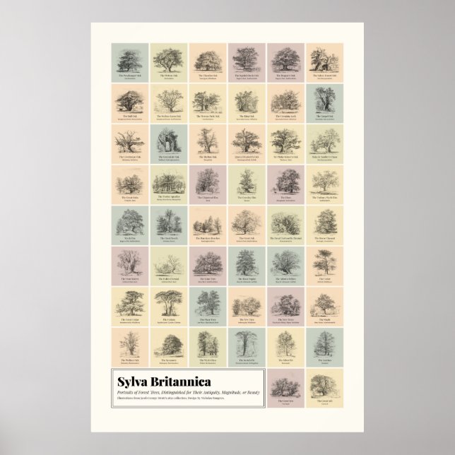 Poster Sylva Britannica (Frente)