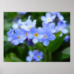 Pôster Sylvatica do Myosotis - miosótis
