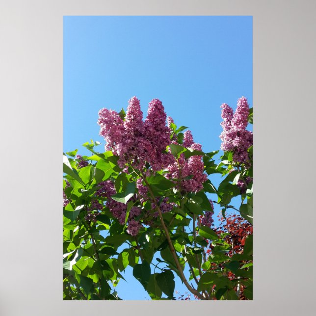Poster Syringa , árvore de flor de lilás (Frente)