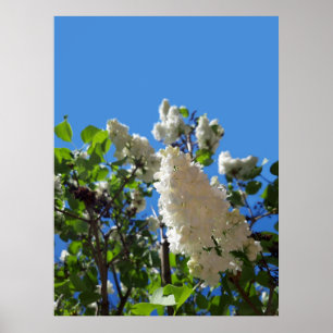Poster Syringa, Árvore Lilás Branca