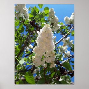 Poster Syringa, Árvore Lilás Branca
