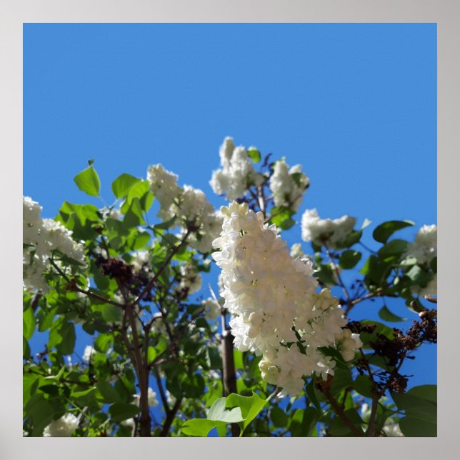 Poster Syringa , Cartaz de árvore de flor lilás branca (Frente)
