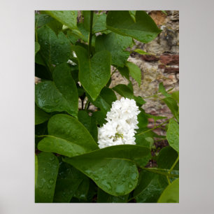 Poster Syringa , Flor de Lilás Branco com Gotículas de Ch