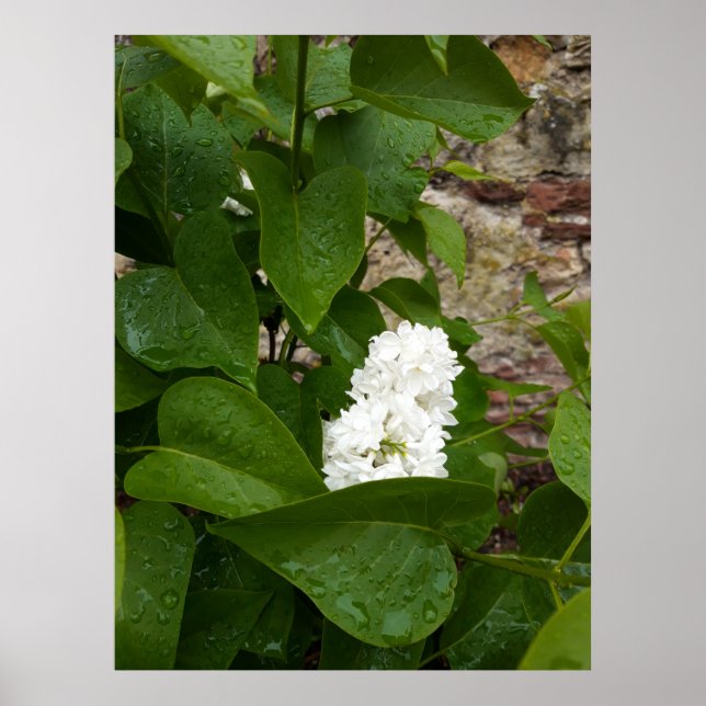 Poster Syringa , Flor de Lilás Branco com Gotículas de Ch (Frente)