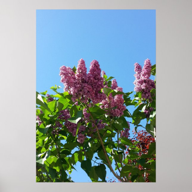 Poster Syringa, Flor Lilac (Frente)