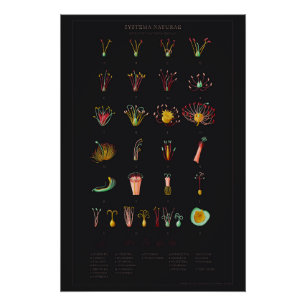 Pôster Systema Naturae Glossy Poster